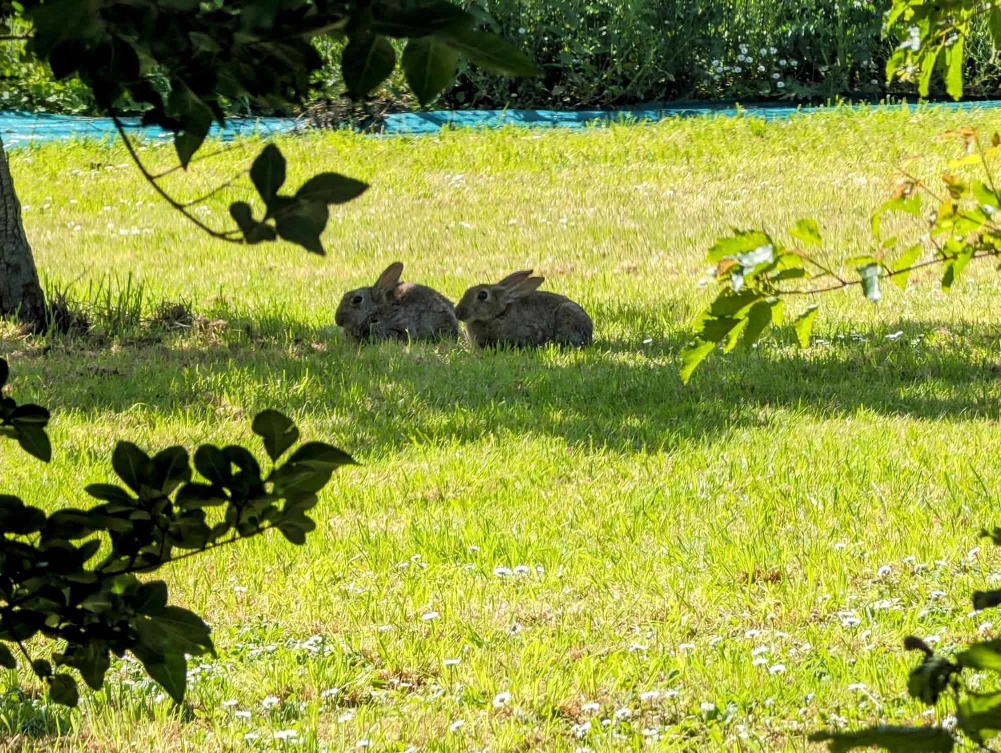 罗莱住宿加早餐旅馆 圣里基耶 外观 照片